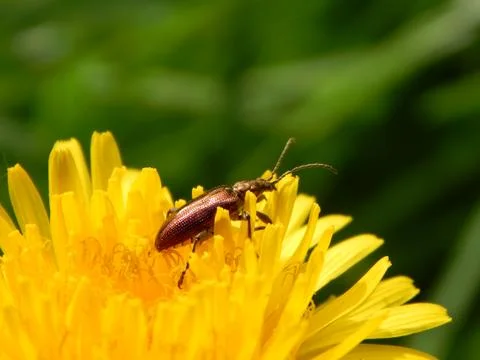 Beetle on a dandelion Stock-Fotos