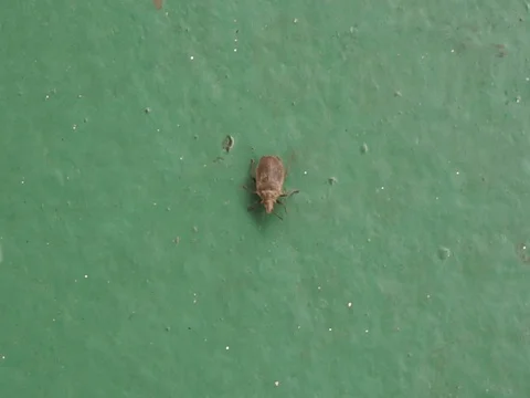 Beetle deck Vídeo Stock 81318944