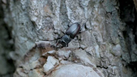 Beetle deer close up Stock Footage 98050520