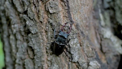 Beetle deer close up Stock Footage 98050566