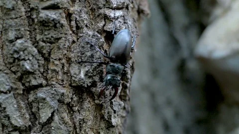 Beetle deer close up Stock Footage 98050711