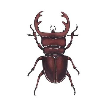 Beetle deer. Hand drawn insect illustration, detailed art. Isolated bug on .. Stock Illustration