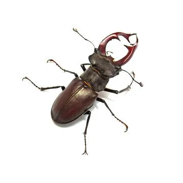 Beetle deer isolated on white background. Insect. Macro Stock Photos