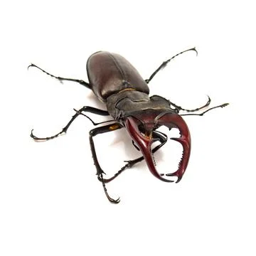 Beetle deer isolated on white background. Insect. Macro Stock Photos