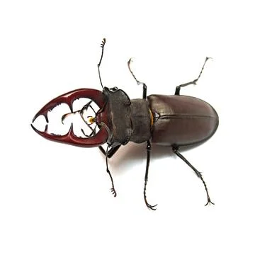 Beetle deer isolated on white background. Insect. Macro Stock Photos