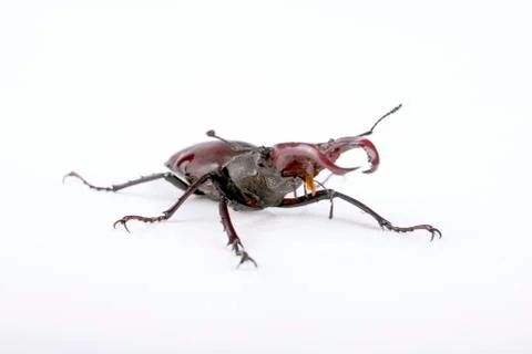 Beetle deer on a white background Stock Photos