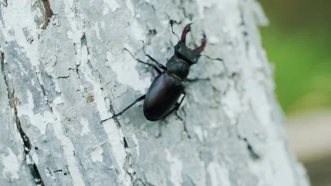 Beetle deer in the wild. Insect stag beetle. Stag-beetle crawling on a tree. Video stock 99533216