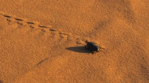 A beetle in the desert Stock Footage
