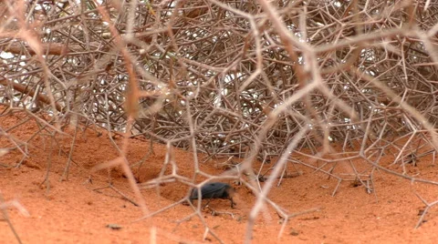 Beetle in the desert hiding from rain under dry shrub Stock Footage 62845518