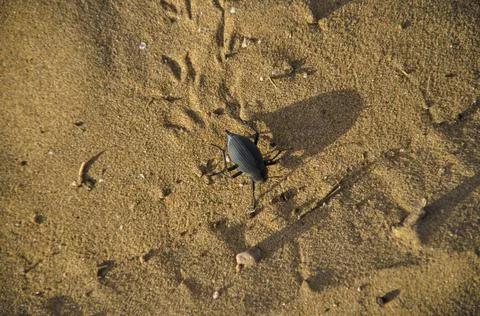 Beetle in a desert Stock Photos