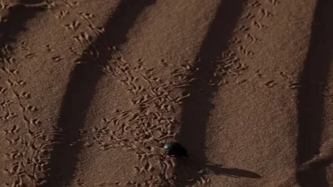 Beetle in the desert sand 스톡 동영상 152311691