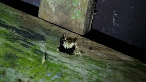 A beetle is digging a hole in the wood to make a nest Stock Footage 323150659