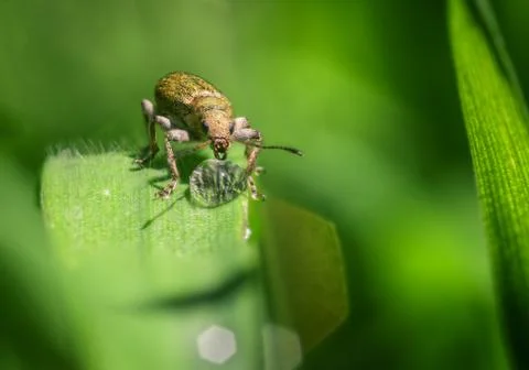 A Beetle Drinking from a Drop of Rain Water Stock Photos