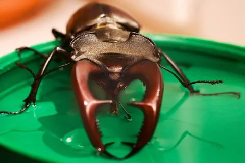 Beetle drinking syrup Foto stock