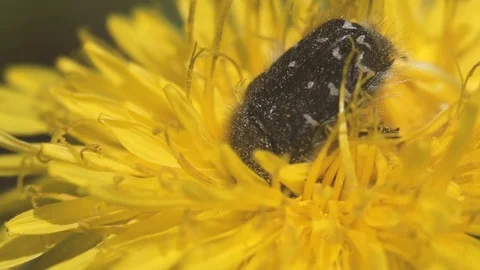 The beetle drinks the yellow flower nectar. Close up Stock Footage 74930114