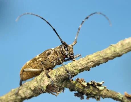 Beetle on a dry branch Stock Photos