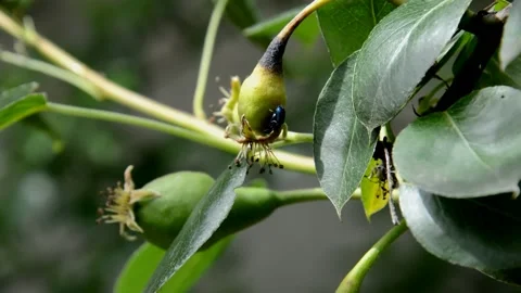 Beetle on a drying ovary pear Stock Footage 133285689