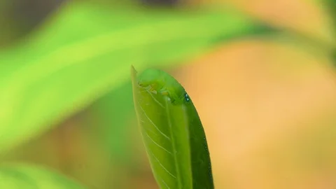 A beetle eating a green leaf Stock Footage 125119114