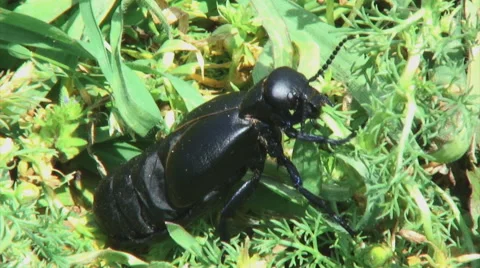 Beetle eating a leaf 動画素材 49676052