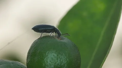 Beetle eating the lime Stock Footage 102909056