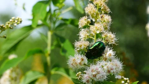 Beetle eating nectar on a white flower. Stock-Footage 157156231