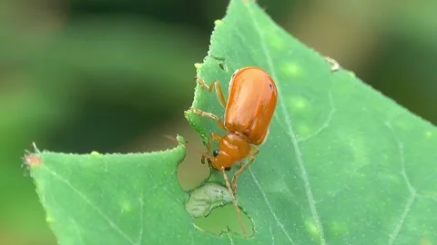Beetle eating plant leaf 스톡 동영상 274339662