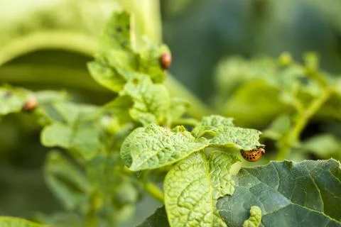 Beetle eating potato leaf Foto stock