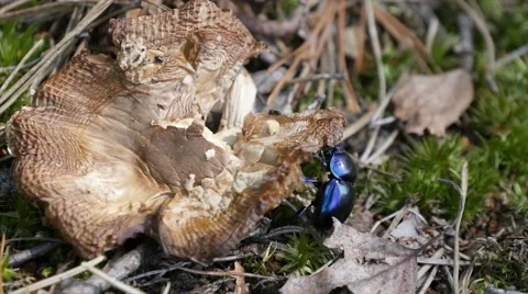 Beetle eating a rotten mushroom 스톡 동영상 68091271