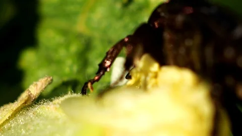Beetle eats a flower Stock Footage 91918248