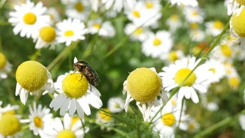 Beetle eats nectar on a camomile. Video stock 134626917