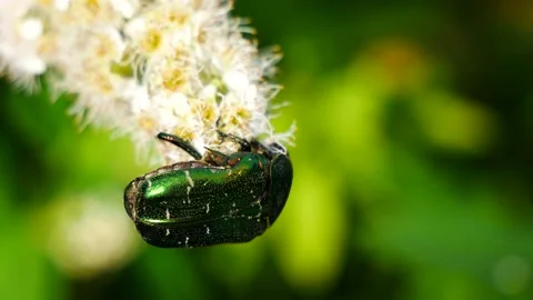A beetle eats nectar on a white flower. 動画素材 166400321