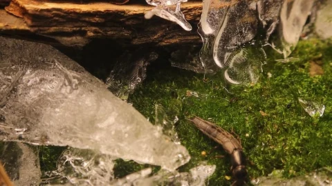 Beetle emerges from hibernation. Devil 's coach-horse beetle (Ocypus olens) Stock Footage 290840441