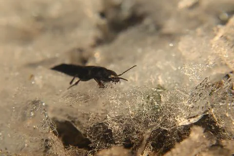 Beetle emerges from hibernation. Devil 's coach-horse beetle (Ocypus olens) Stock Photos