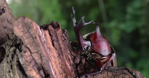 A beetle emerges from the shadows of a tree. Stock Footage 151643743