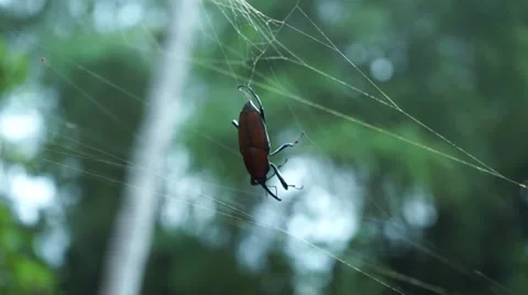 Beetle Escaping From Sticky Spider Web And Fall Off To Ground Stock Footage 34636262