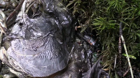 Beetle feeding ,salmon Stock Footage 27770219