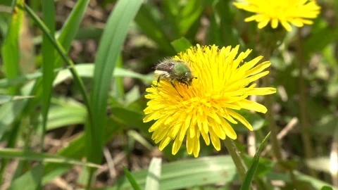 Beetle feeds on a dandelion flower, macro. Slow motion, 240 fps Video stock 123434320