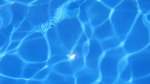 Beetle Fell in the Water Stock Footage 89734936