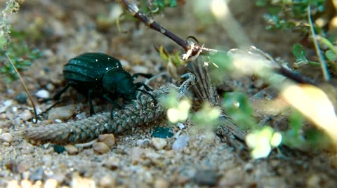 Beetle at field Vídeo Stock 43366437