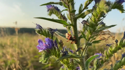 Beetle on field vines, evening time in the field among various herbs Stock Footage 245283987