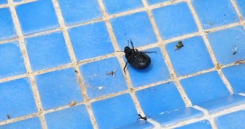 Beetle fighting with an ant Stock Footage 91003336