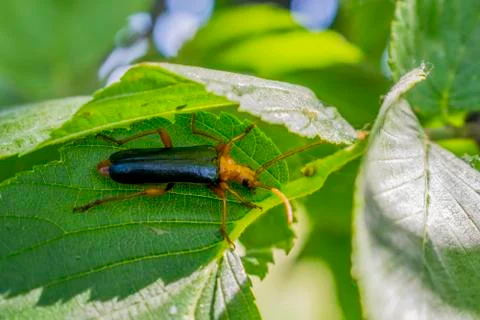 Beetle-firefighter on a leaf, macro. Stock Photos