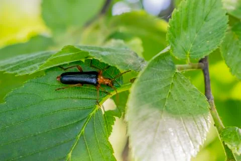 Beetle-firefighter on a leaf, macro. Stock Photos