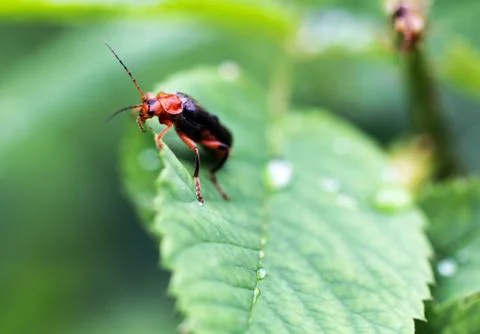 Beetle firefighter Stock Photos