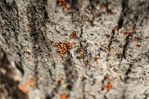 Beetle firefighter on a tree trunk Stock-Fotos