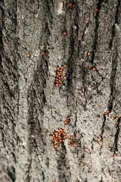 Beetle firefighter on a tree trunk Stock-Fotos