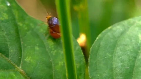Beetle flies, the celyphidae Stock Footage 204117715