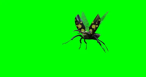 The beetle flies on a green background. 3d render. 3d animation. Stock Footage 200958981
