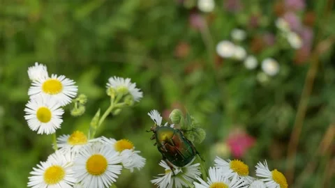 Beetle flies with white flowers in the wind. Stock-Footage 134455438