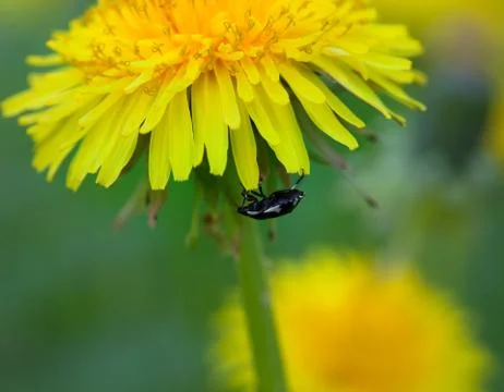 Beetle on flower of dandelion Stock Photos
